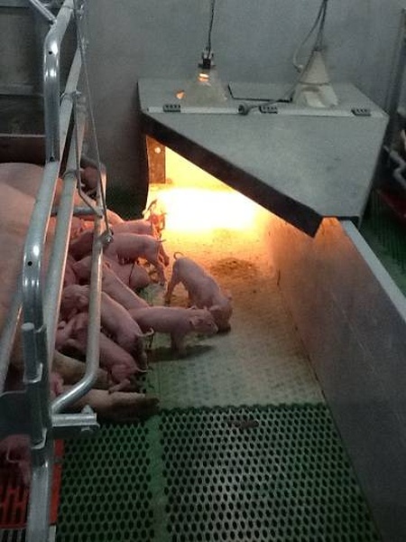 Hjørneopstilling til smågrise med lampe HDPE-dobbelt grisehoved