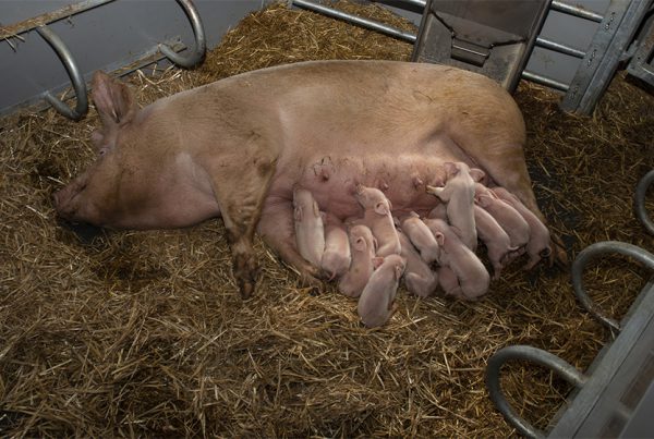 KZB-familiefeeder i økologisk stald