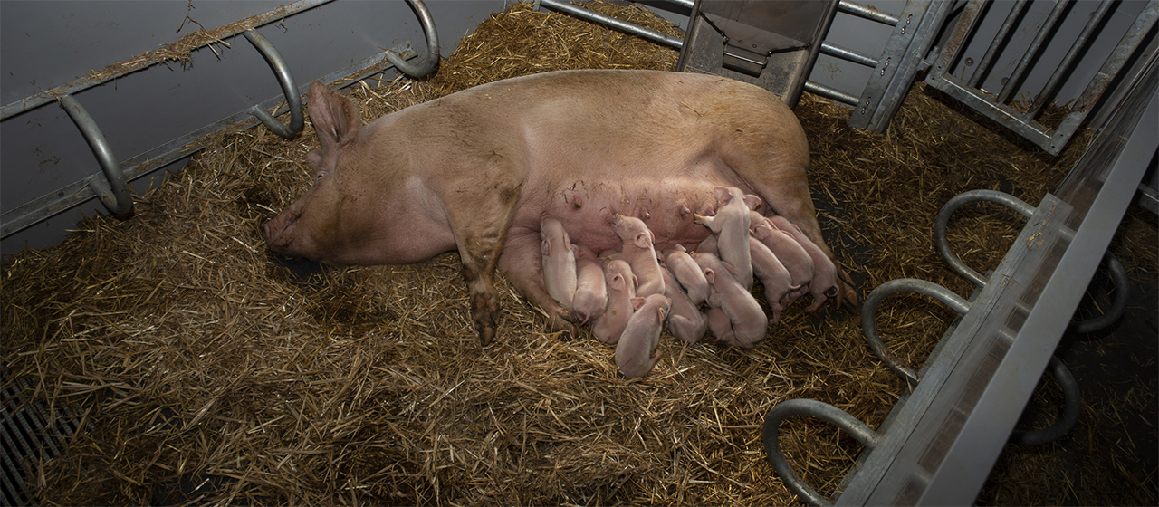 KZB-familiefeeder i økologisk stald