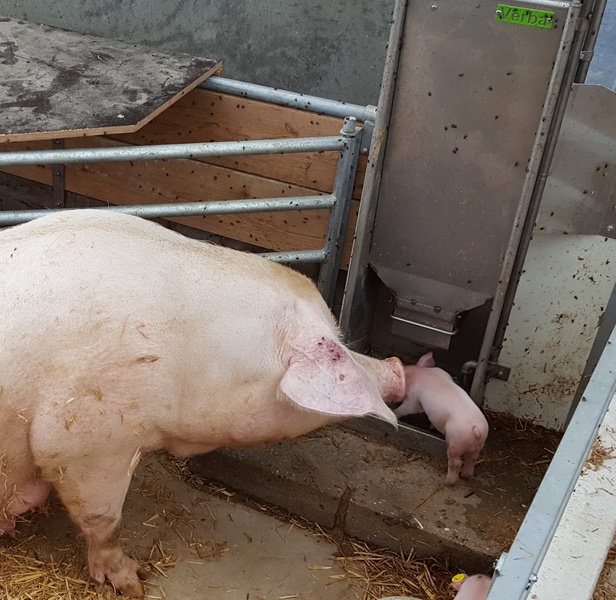 KZB Familie Feeder-so med gris i økologisk stald